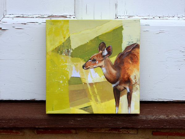 Mini Series - Female Bushbuck Collage I