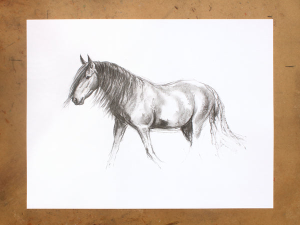 6/100 Retired Andalusian