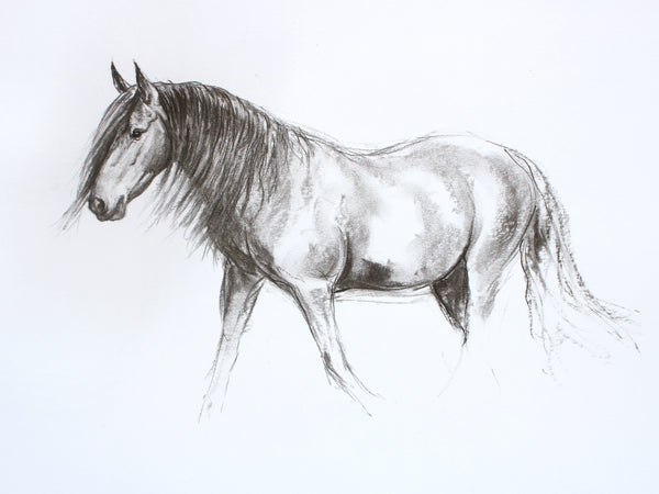 6/100 Retired Andalusian