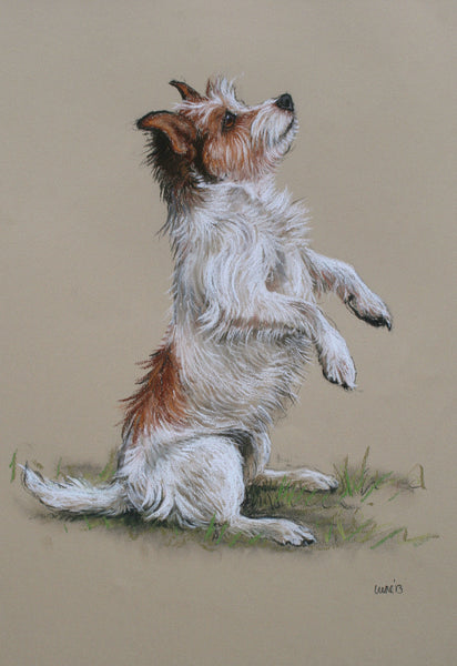 'I can sit!' Jack Russell Terrier Dog Print