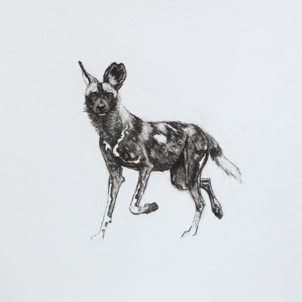 46/66 series - Charcoal sketch Trotting Dog study