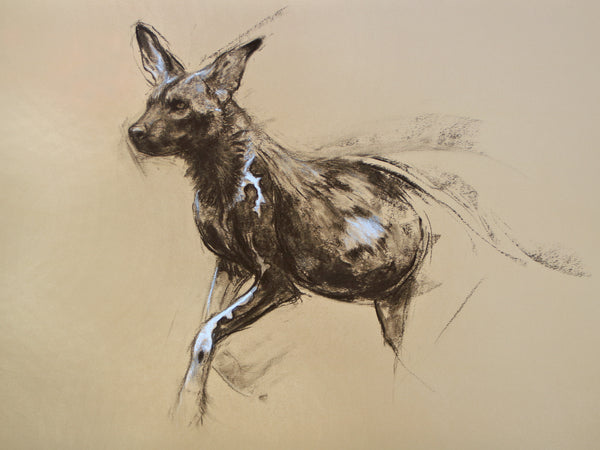 48/66 series - Running Painted Dog sketch