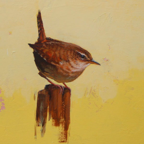 Wren Study