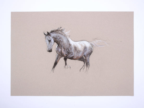 2/100 Equine