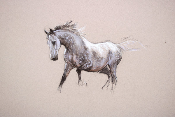 2/100 Equine