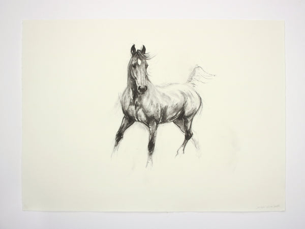 3/100 Equine