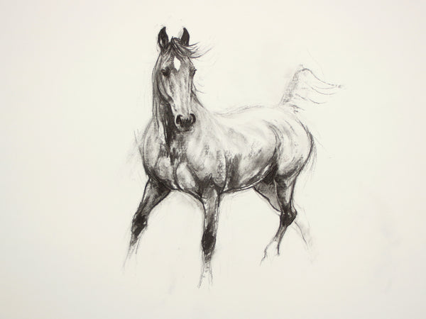 3/100 Equine