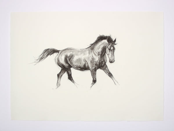 1/100 Equine