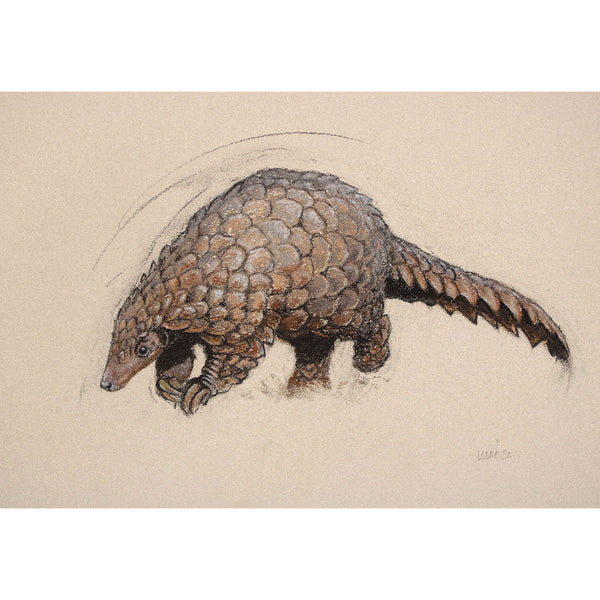 Pangolin