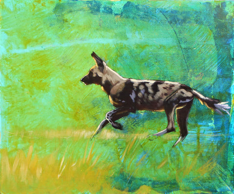 57/66 - Backlit running African Painted Dog