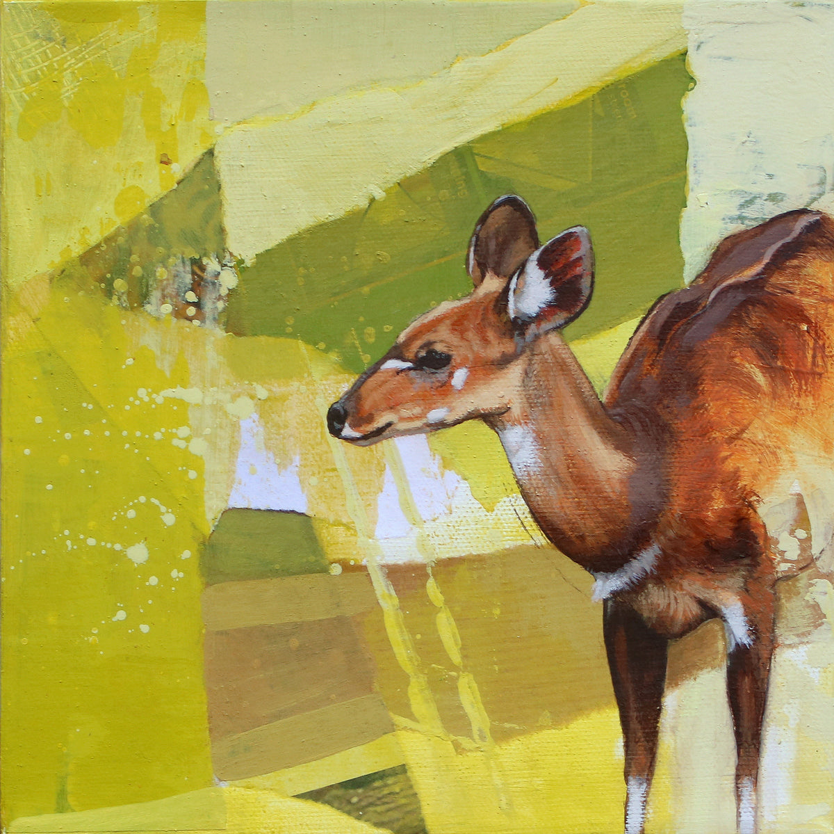 Mini Series - Female Bushbuck Collage I – Heather Irvine Wildlife and ...
