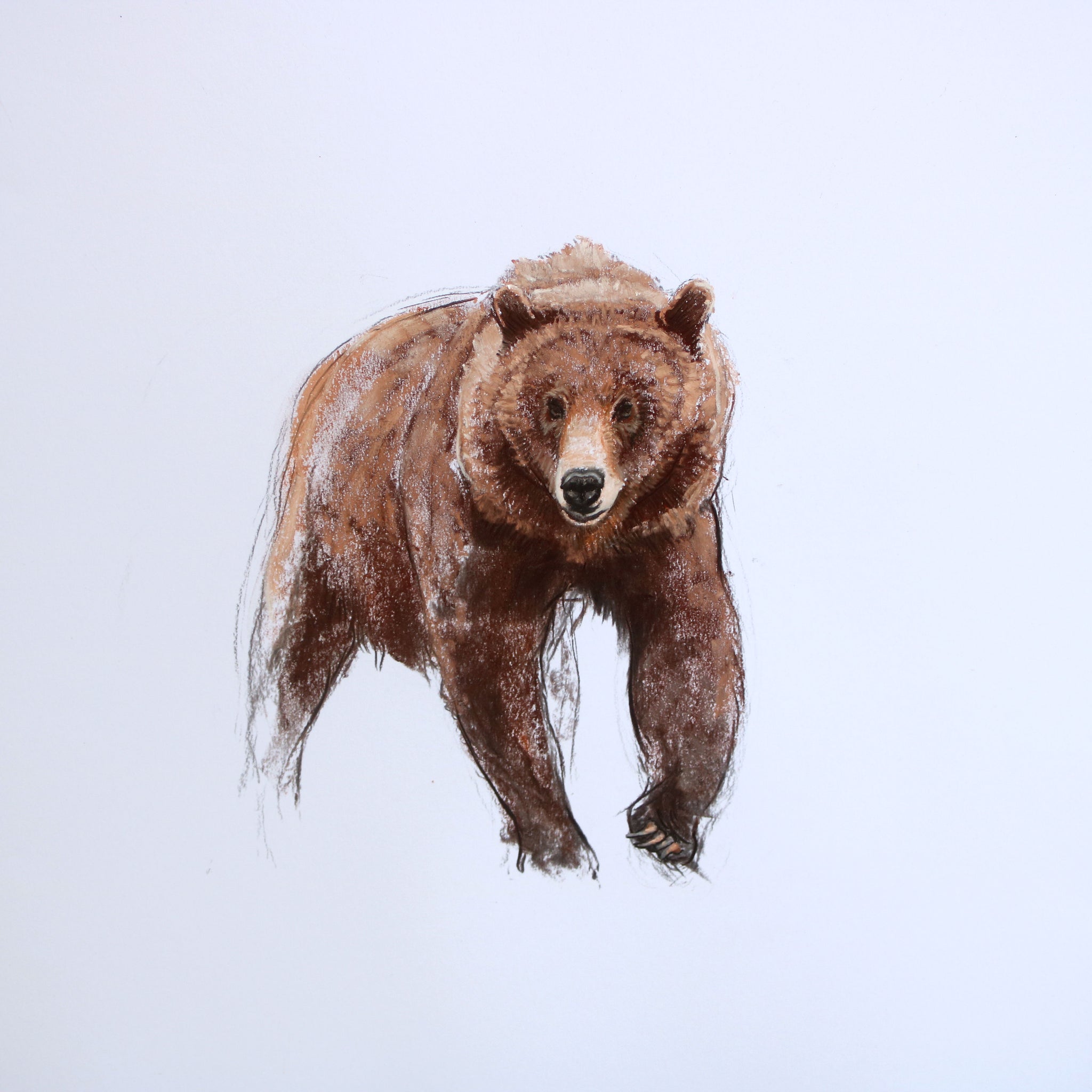 Movement based soft pastel and charcoal drawing of a grizzly bear 