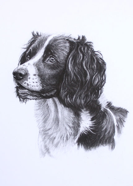 Springer Spaniel Dog original drawing
