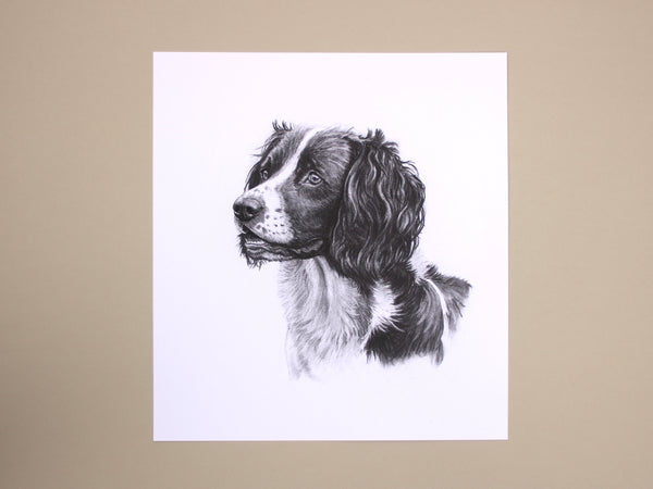 Springer Spaniel Dog original drawing