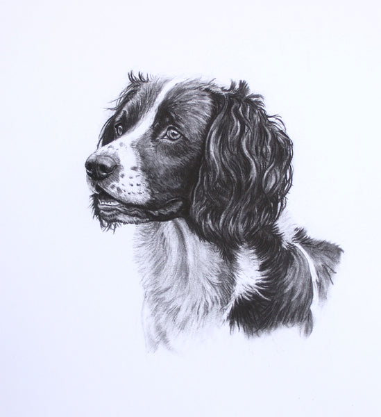 Springer Spaniel Dog original drawing