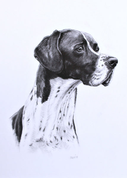 English Pointer Dog original drawing