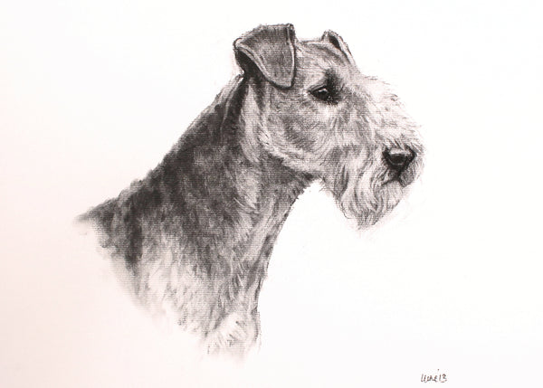 Welsh Terrier Dog original drawing