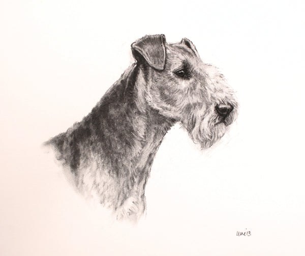 Welsh Terrier Dog original drawing