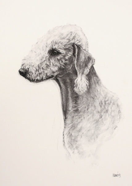 Bedlington Terrier Dog original drawing