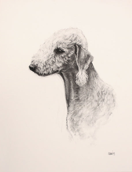 Bedlington Terrier Dog original drawing