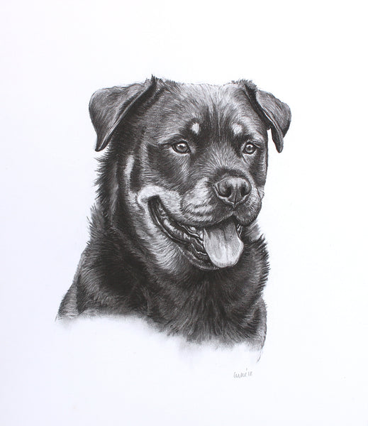 Rottweiler Dog original drawing