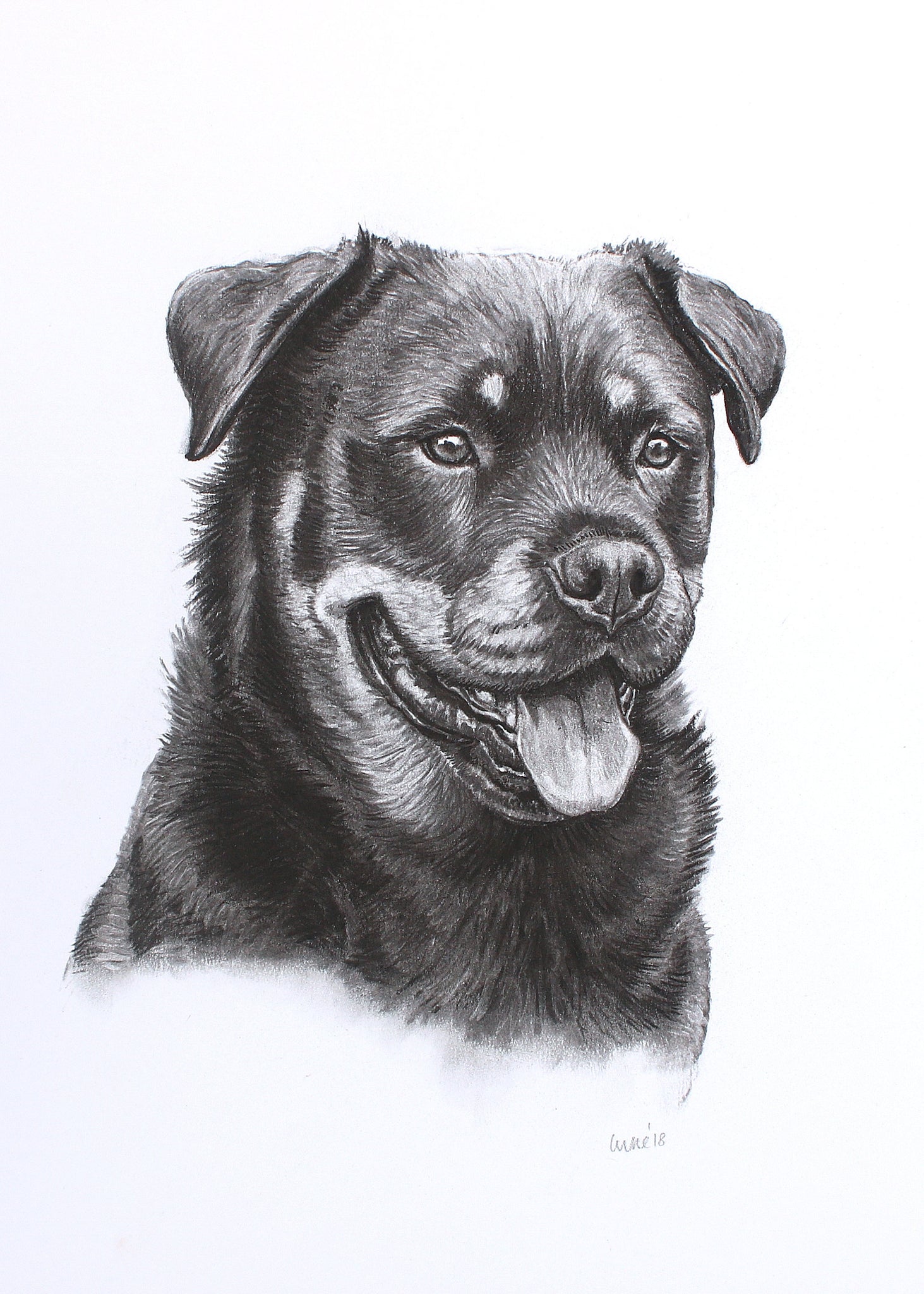 Rottweiler Dog original drawing – Heather Irvine Wildlife and Nature Art