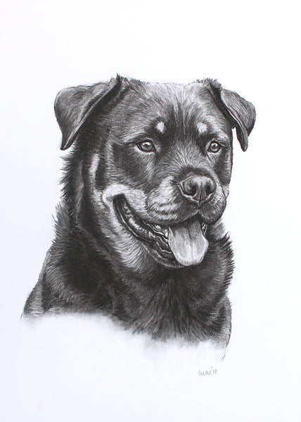 Rottweiler Dog original drawing