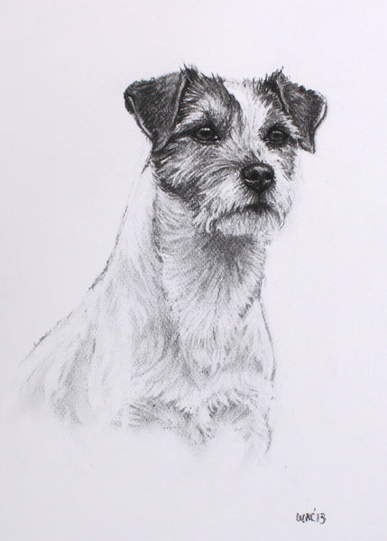 Parsons Jack Russell Terrier Dog original drawing