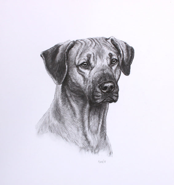Ridgeback Dog original drawing