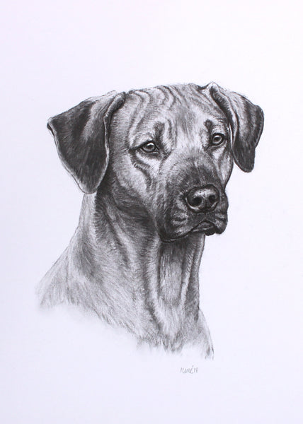 Ridgeback Dog original drawing