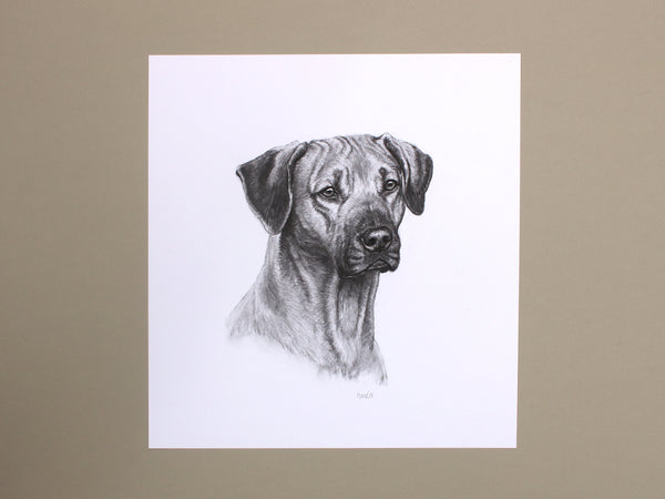 Ridgeback Dog original drawing
