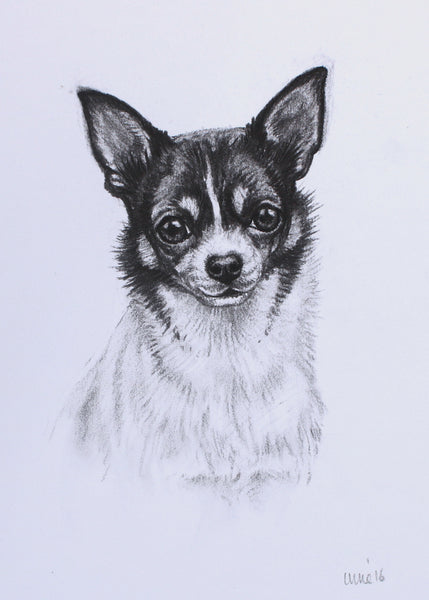Chihuahua Dog original drawing