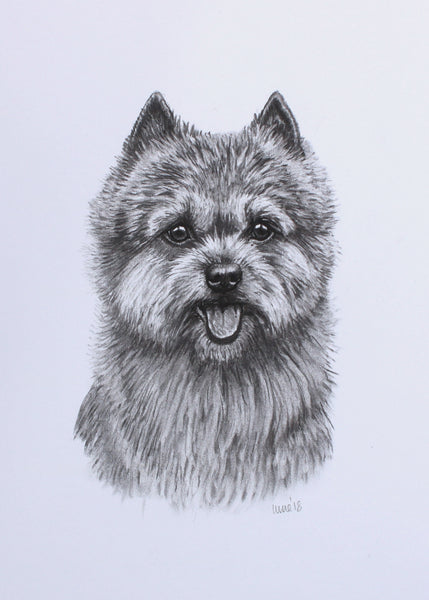 Norwich Terrier Dog original drawing