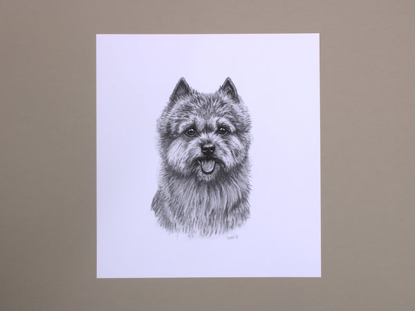 Norwich Terrier Dog original drawing