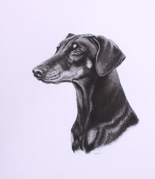 Doberman Dog original drawing