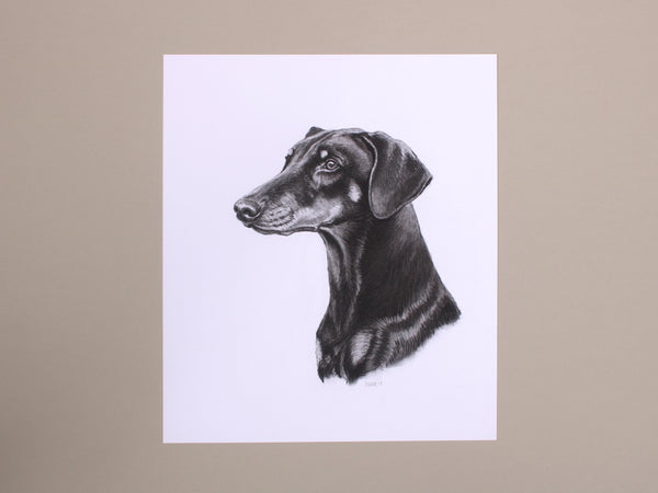 Doberman Dog original drawing