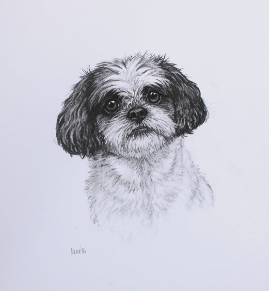 Shih Tzu Dog original drawing