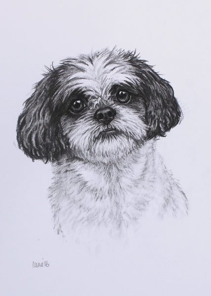 Shih Tzu Dog original drawing