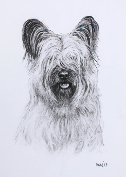 Skye Terrier Dog original drawing
