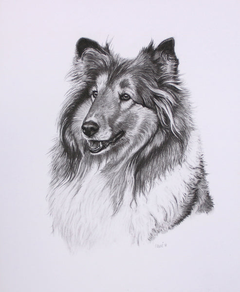Rough Collie Dog original drawing