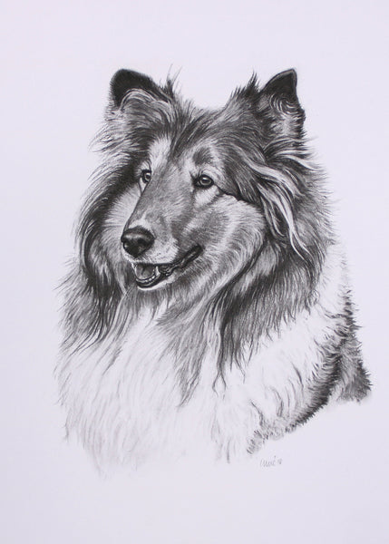 Rough Collie Dog original drawing
