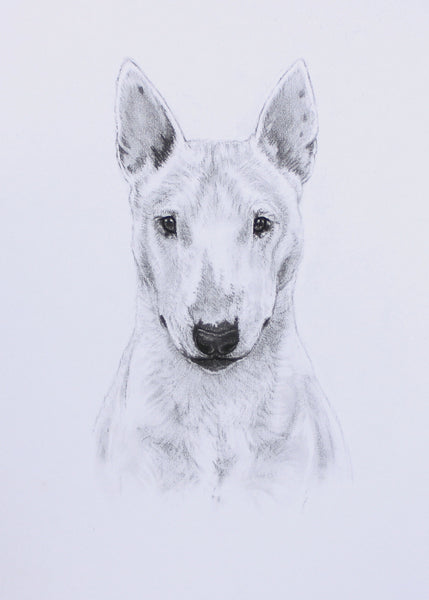 Bull Terrier Dog original drawing