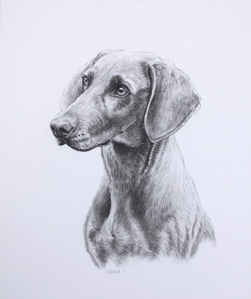 Weimaraner Dog original drawing