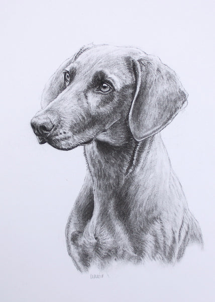 Weimaraner Dog original drawing