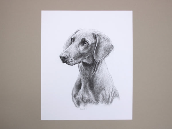 Weimaraner Dog original drawing