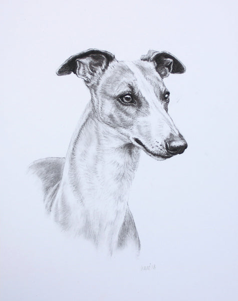 Whippet Dog original drawing