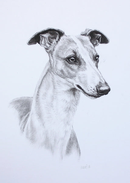 Whippet Dog original drawing