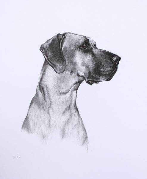 Great Dane Dog original drawing