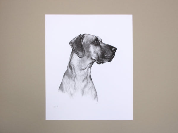 Great Dane Dog original drawing