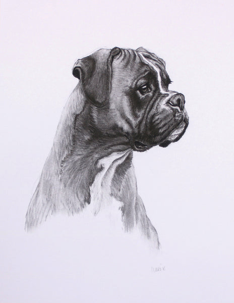 Boxer Dog original drawing